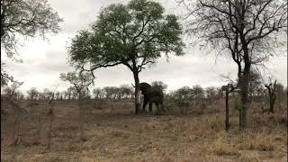 Elephant easily pushes over a tree [upl. by Adiahs]