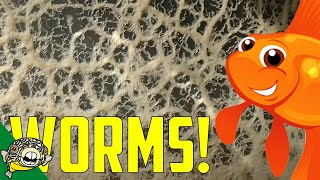 Live Fish Food How to make Micro Worm and Banana Worm Cultures [upl. by Enneiviv32]