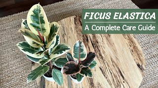 Complete Ficus Elastica Care Guide  Rubber Plant Care and Propagation [upl. by Ahsikad]