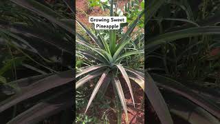 Growing Sweet Pineapple Tips and Tricks [upl. by Torrell]