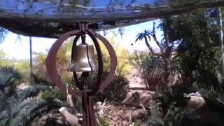 Palm and cycad garden in Arizona [upl. by Westmoreland]