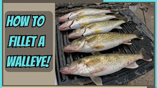 HOW TO FILLET A WALLEYE Boneless [upl. by Teena675]