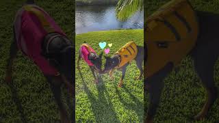 Dobermans Play in Lifejackets shortsHawaiiDobermanPinscherPlayDateDogsofHawaiiBetterTogether [upl. by Carlita]