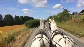 Driving horses for commercial carriage work  can you buy experience [upl. by Larentia474]