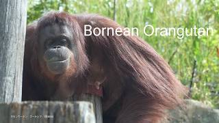 Bornean Orangutan quotValentinequot 20240926／Yokohama Zoological Gardens quotZoorasiaquot ／4K [upl. by Celestia]