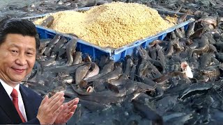 How Chinese Farmers Raise Billions of Fish Every Day   Chinese Fish Farm [upl. by Him]