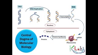 Central Dogma of Molecular Biology HD [upl. by Eylhsa217]