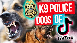 AMAZING K9 Police Dog TikTok Compilation  Impressive K9 Police Dogs on TikTok [upl. by Royal]