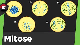 Mitose einfach erklärt  Grundlagen 4 Phasen der Mitose  Zytokinese  Mitose Zusammenfassung [upl. by Mildrid]