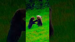 Bear fight  bears 🐻 shorts trending viralvideo bear animals [upl. by Kirad850]