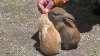 The paradise of rabbits Ōkunoshima うさぎの楽園 大久野島 [upl. by Lionello397]