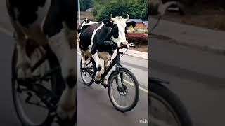 cow 🐮 poochandi 😂🤣😂 [upl. by Enyt]