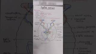 Optic Nerve anatomy [upl. by Lorusso316]