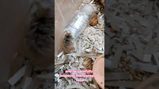 Hamster House Bedding [upl. by Aysan]