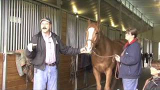 Horse Massage Where To Start Working on the Horse using the Masterson Method® [upl. by Aliek]