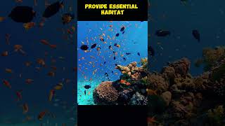 Capturing the Beauty of Coral Reefs Through Underwater Footagesubscribe shorts [upl. by Supmart]