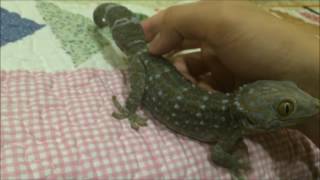 A Tokay Gecko Falls In Love With a Human [upl. by Nagiam874]