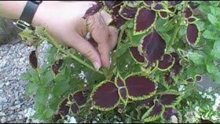 Plant Care  Learn How to Pinch Back Coleus and other annuals and tender perennials [upl. by Aohk]