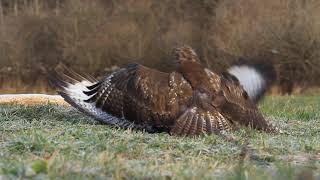 Myszołów  Buteo buteo [upl. by Aedni]