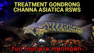 TREATMENT GONDRONG CHANNA ASIATICA RSWS  PROGRES MENTAL GALAK DAN WARNA CHANNA ASIATICA RSWS [upl. by Ahsiniuq70]