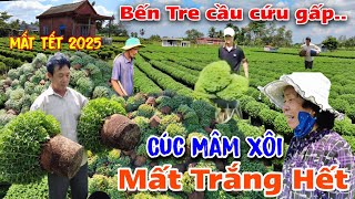 Chấn độngquot làng hoa tết Bến Tre 2025quot hàng trăm ngàn chậu Cúc Mâm Xôi bỏ hếtquot dân khổ cầu cứu [upl. by Orat892]