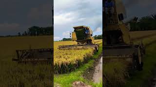 paddy harvesting by advanced technology agriculture satisfying short [upl. by Johannah]