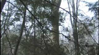 The Big Tree Located in The Sipsey Wilderness Area of Bankhead National Forest [upl. by Yehs]