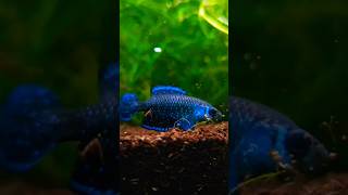 💙Blackfin Pearl killi fish💙plant aquarium video reels betta shorts trending youtubeshorts [upl. by Alda]