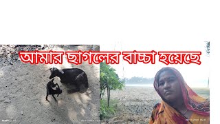 আমার ছাগলের বাচ্চা হয়েছে Amar Sagar Badshah hoise [upl. by Finbur]