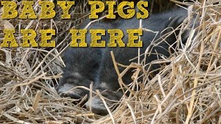 Baby Pigs born in new Pig Pen [upl. by Okin809]