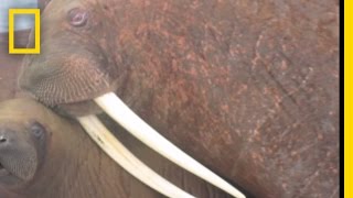 Walruses Swarm Beaches as Ice Melts  National Geographic [upl. by Adnuhsat]