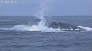 Humpback whales attempt to stop killer whale attack  Planet Earth Live  BBC One [upl. by Hazlip]