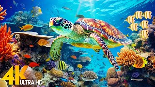 Under Red Sea 4K  Beautiful Coral Reef Fish in Aquarium Sea Animals for Relaxation  4K Video 12 [upl. by Anaed]