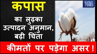 कपास का लुढ़का उत्पादन बढ़ी चिंता कीमतों पर पड़ेगा असर Cotton production has fallen kapas [upl. by Nnil]