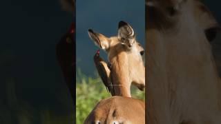 Oxpecker Bird Searching for parasite Wincent ZoNsC bird nature wildlife [upl. by Toney]