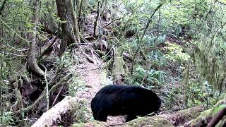 Meidase P60 Trail Camera  Mother bear rips apart log [upl. by Olocin]