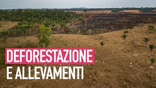 La deforestazione dellAmazzonia è causata dallindustria della carne [upl. by Tonia]