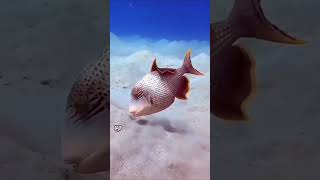 Triggerfish amazing triggerfish marinelife animals cute shorts foryou didyouknow [upl. by Isadora]