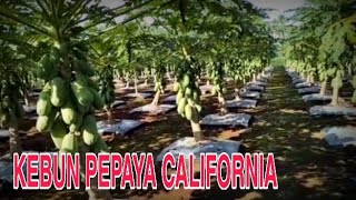 KEBUN PEPAYA CALIFORNIA [upl. by Eiramanit]