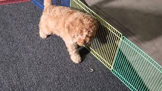 F1B Goldendoodle Puppy Sandy SD 480p [upl. by Yllut]