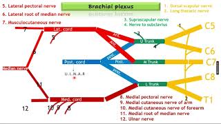 Nerves of the upper limb [upl. by Harriett435]