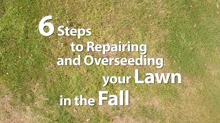 6 Steps To Repairing And Overseeding Your Lawn in the Fall [upl. by Ia]