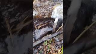 Beaver Trapping Northern Michigan trapper trapping [upl. by Yllod]