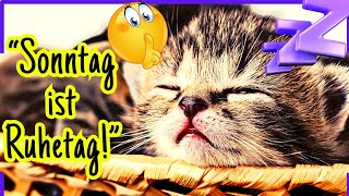 Süße Sonntagsgrüße  GUTE LAUNE Miezen amp Musik 🐱🎶 [upl. by Brothers]