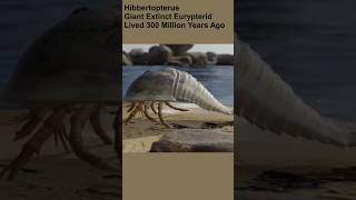 Hibbertopterus scouleri prehistoricearth eurypterids [upl. by Ferna]