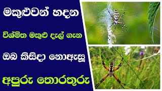 Spider webs  spider  මකුළුවන් හදන විශ්මිත මකුළු දැල්  tv [upl. by Cohbath]