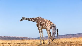 How Giraffe Giving Birth In The Wild [upl. by Borroff]