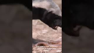 Honey Badger  Mellivora capensis [upl. by Lello49]