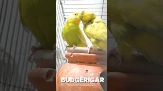 P27 ➡️ Budgerigar 🐦 bird birds [upl. by Michella715]