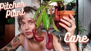 How I Care For My Carnivorous Plant  Pitcher PlantNepenthes [upl. by Namdor]